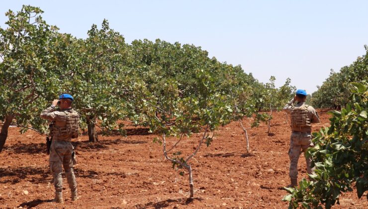 Fıstık hasadına jandarma koruması