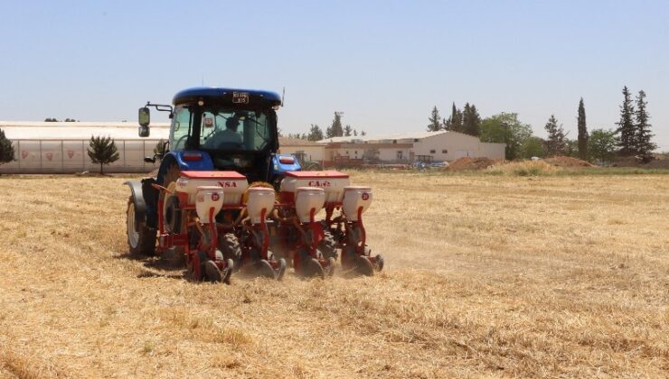 Geleneksel yöntem yerine anıza doğrudan ekim denendi