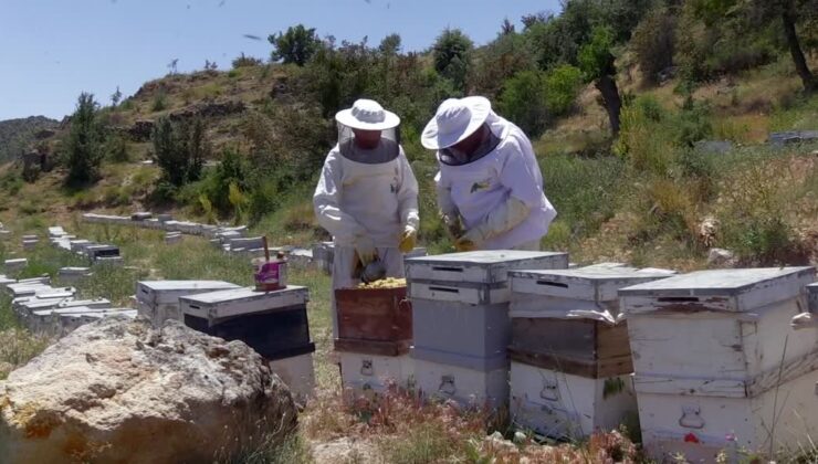 Gezgin arıcı baba ve oğlu kaliteli bal için omuz omuza çalışıyor