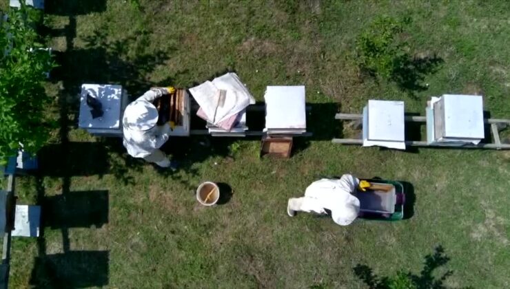 500 yıllık doğal gelenekle üretilen bal satışa hazırlanıyor
