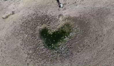 İbrala Barajı kurudu, binlerce balık susuzluktan öldü
