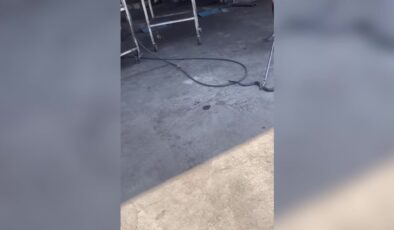 İş yerine giren yılan itfaiye ekiplerince çıkarıldı