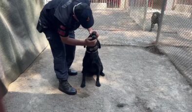 Dedektör köpekler, parkurlarla göreve hazır tutuluyor