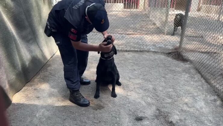 Dedektör köpekler, parkurlarla göreve hazır tutuluyor