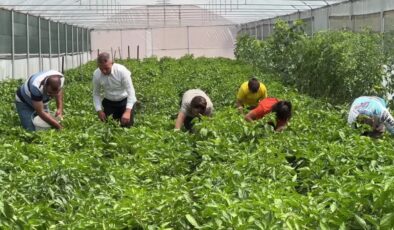 Keban biberi devlet desteğiyle kurulan seralarda yetiştiriliyor