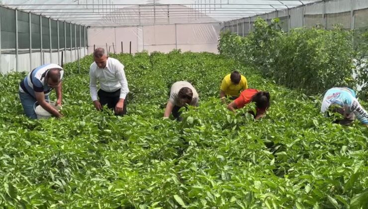 Keban biberi devlet desteğiyle kurulan seralarda yetiştiriliyor