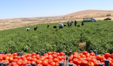 Kilis Polateli’nde domates ekim alanı yüzde 41 arttı