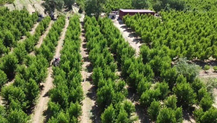 Lapseki şeftalisinden 72 ton ihracat hedefi: Kilogramı 130 TL’yi buldu