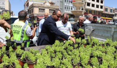 Midyat’ta fesleğen ve reyhan dağıtımı ilgiyle karşılandı