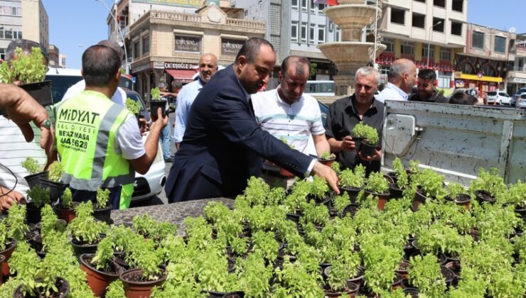 Midyat’ta fesleğen ve reyhan dağıtımı ilgiyle karşılandı