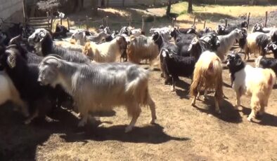 Muş’ta 52 kişilik ekip, küçükbaş hayvanları aşılayıp kayıt altına alıyor