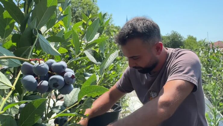 Şehir stresini doğada atan psikolog, üreticiye ilham oldu