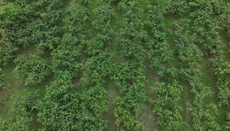 Orta ve Doğu Karadeniz’li fındık üreticileri hasada hazırlanıyor