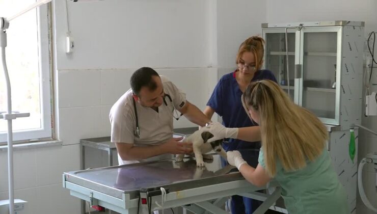 Sahipsiz dostlara sağlık kalkanı: Binlercesi iyileşti