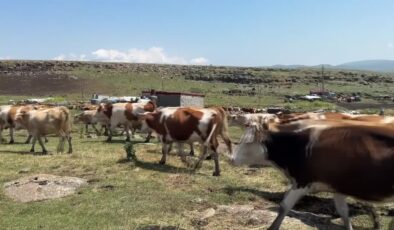 Şap hastalığıyla mücadele için ekipler seferber oldu