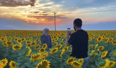 Sarıya bürünen ayçiçeği tarlaları, fotoğraf tutkunlarını ağırlıyor