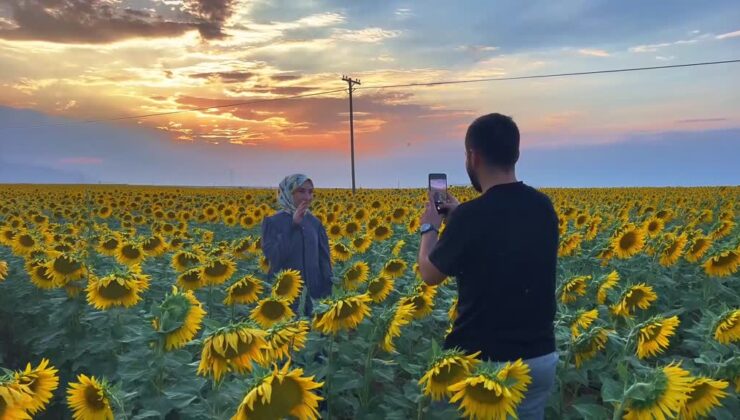Sarıya bürünen ayçiçeği tarlaları, fotoğraf tutkunlarını ağırlıyor