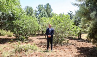 Su kıtlığına çözüm: Çim yerine ağaçla sürdürülebilir yeşil