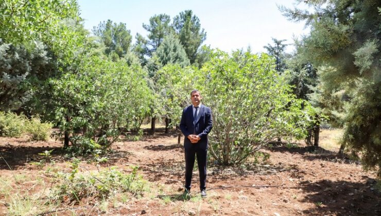 Su kıtlığına çözüm: Çim yerine ağaçla sürdürülebilir yeşil