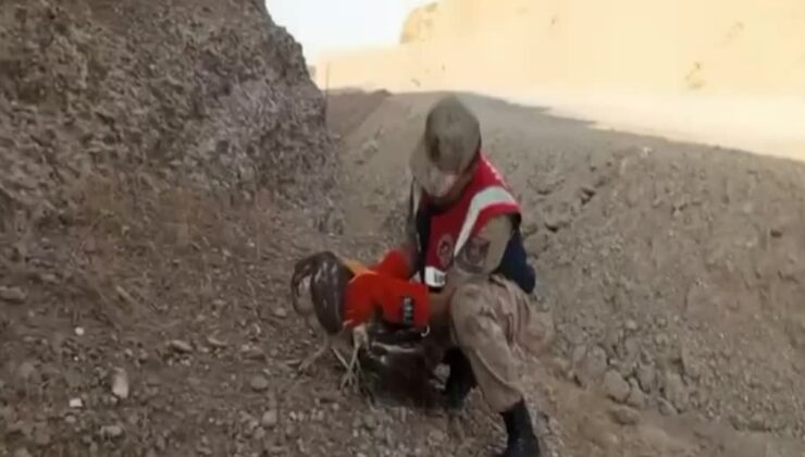 Tedavileri tamamlanan yabani kuşlar doğaya salındı