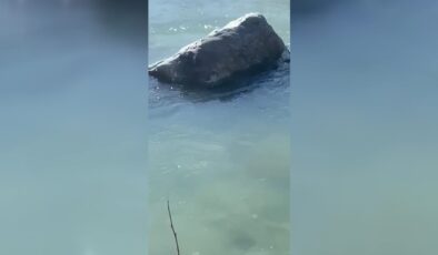 Tehlike altındaki su samuru Kulp’ta cep telefonu kamerasında