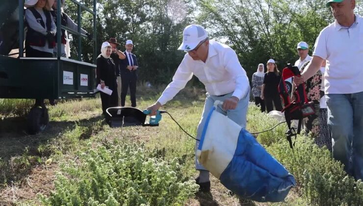 Tıbbi ve aromatik bitki projesiyle ekilen kekik hasadı başladı