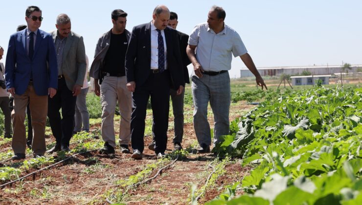 Toprak, ata mirasıyla yeniden buluşuyor