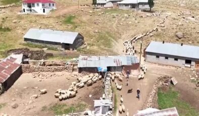 Vanlı besiciler 2 bin 700 rakımdaki yaylada otlu peynir üretiyor