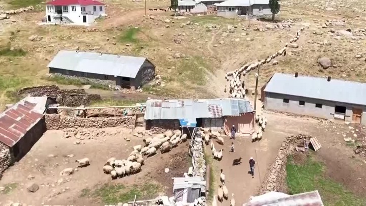 Vanlı besiciler 2 bin 700 rakımdaki yaylada otlu peynir üretiyor