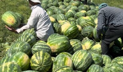 Karacadağ eteklerinde yetişen karpuzlarda hasat zamanı