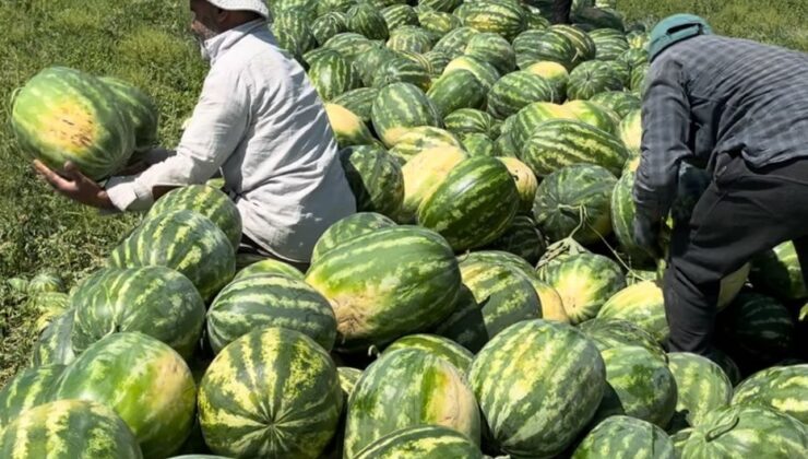 Karacadağ eteklerinde yetişen karpuzlarda hasat zamanı