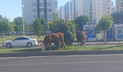 Kayapınar’da başıboş inekler trafiği tehlikeye atmaya devam ediyor