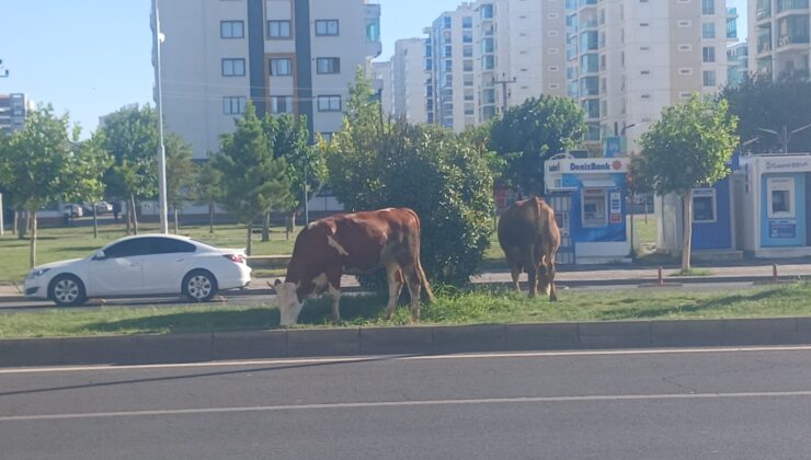 Kayapınar’da başıboş inekler trafiği tehlikeye atmaya devam ediyor
