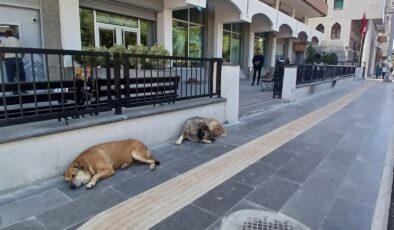 Bankanın gölgeliğini mesken tutan köpekler vatandaşları tedirgin ediyor