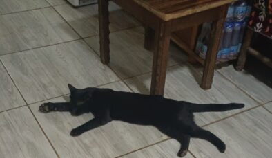 Sıcaktan bunalan kedi çay ocağına sığındı