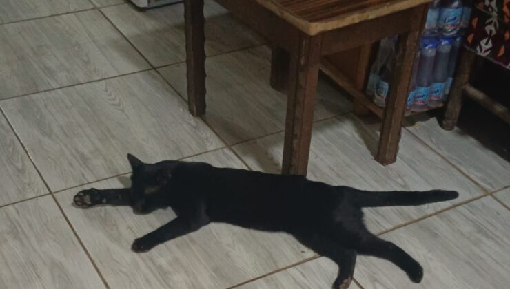 Sıcaktan bunalan kedi çay ocağına sığındı