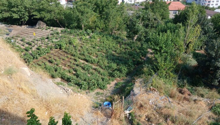 Kulp’ta kavurucu sıcaklar verimi vurdu