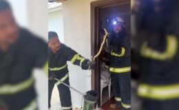 Yalova’da eve giren yılan itfaiye tarafından çıkarıldı