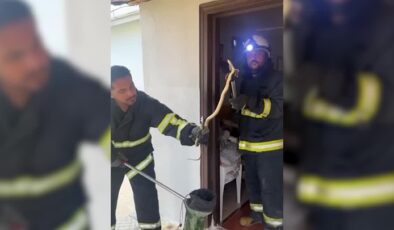 Yalova’da eve giren yılan itfaiye tarafından çıkarıldı