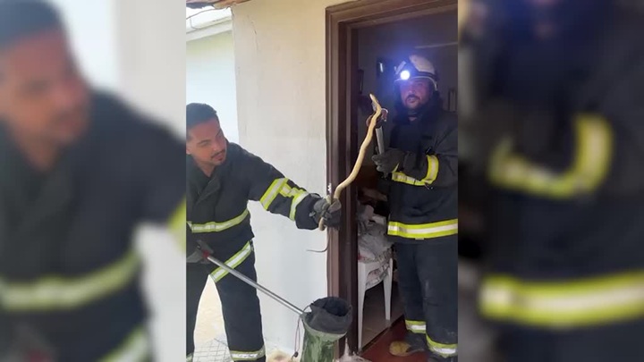 Yalova’da eve giren yılan itfaiye tarafından çıkarıldı