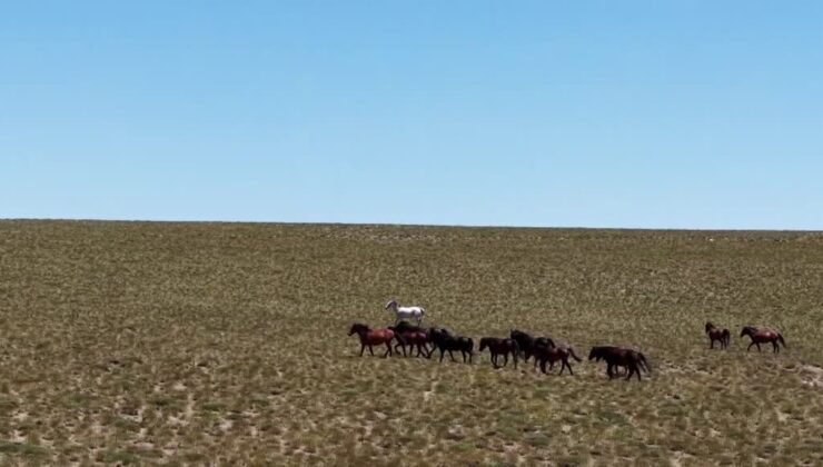 Göçerler Yama Dağı yaylalarında üretime nefes katıyor