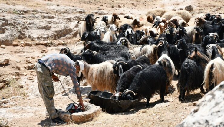 Yazın 40 dereceyi aşan sıcağa 300 yıllık çözüm