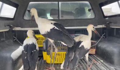 Yuvalarından düşen leylek yavruları koruma altına alındı