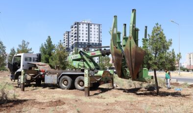 Kaldırılması zorunlu olan ağaçlar Kent-1 Ormanlık Alanı’na nakledildi