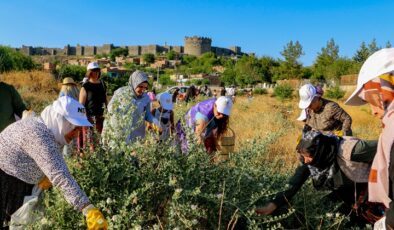 Kadınlar, Tarihi Surların Eteğinde Kapari Topladı