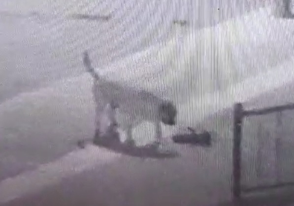 Başıboş sokak köpekleri kediyi parçaladı