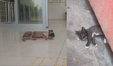Diyarbakır’da Yavru Kedi ve Köpekler sıcaklardan bunaldı
