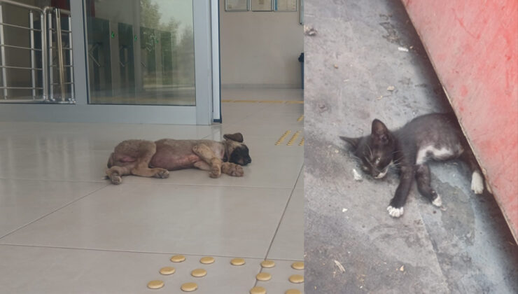 Diyarbakır’da Yavru Kedi ve Köpekler sıcaklardan bunaldı