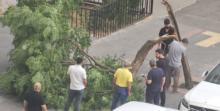 Diyarbakır’da Rüzgar Ağaçları Devirdi
