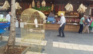 Müşteri Çekmenin Renkli Yolu: Sur’daki Esnaf Papağanla İlgi Odağı Oldu